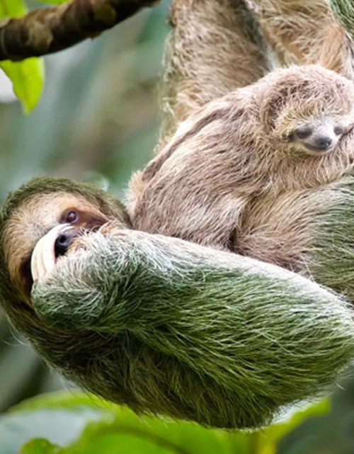 Wildlife Encounters
