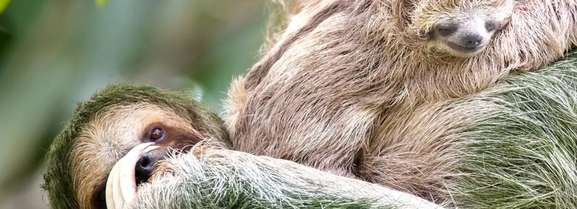 Wildlife Encounters
